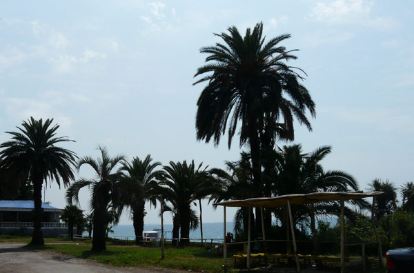 Абхазия, пальмы