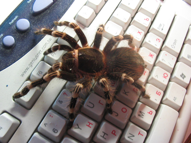 паук птицеед на клавиатуре