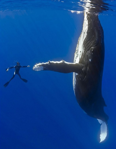 дайвер и кит