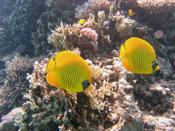 коралловыая рыбка