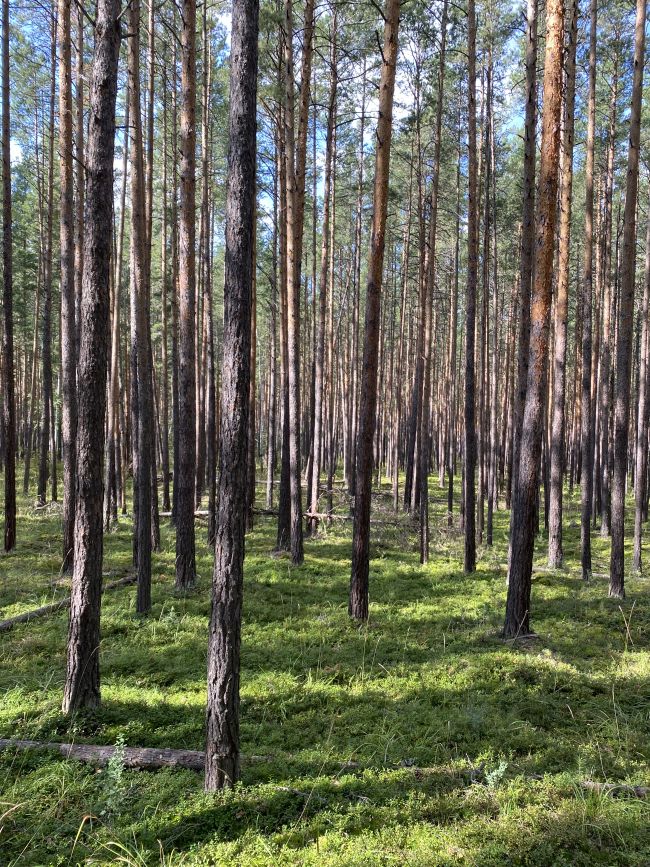 уральский лес