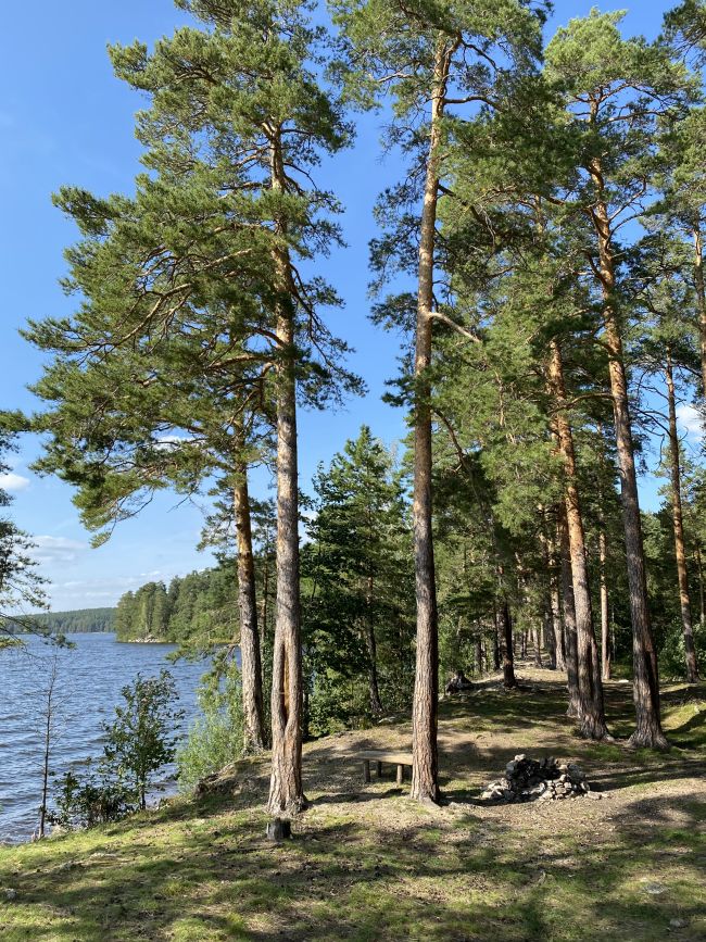 уральский лес